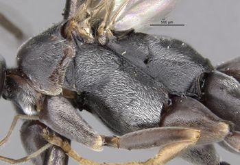 Media type: image;   Entomology 25907 Aspect: thorax lateral
